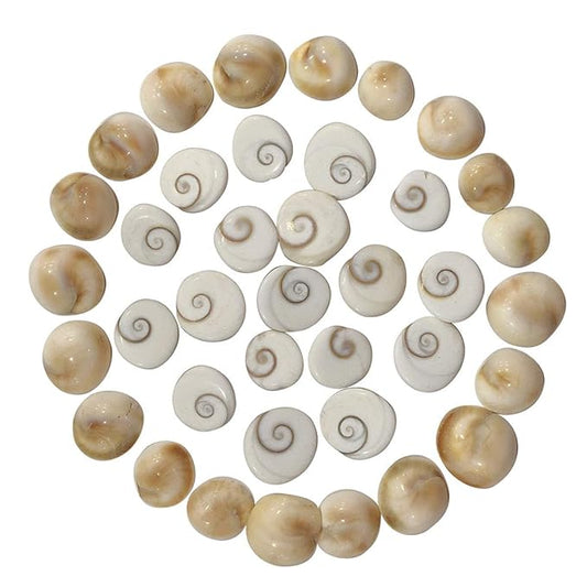 Original Gomati Chakra  for Lakshmi Pooja, Wealth, Luck